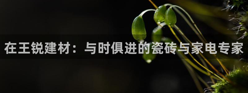 杏鑫招商总代