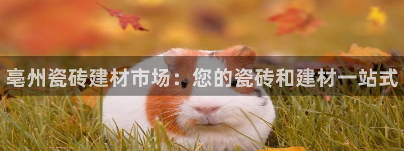 杏鑫平台代理怎么样可靠吗