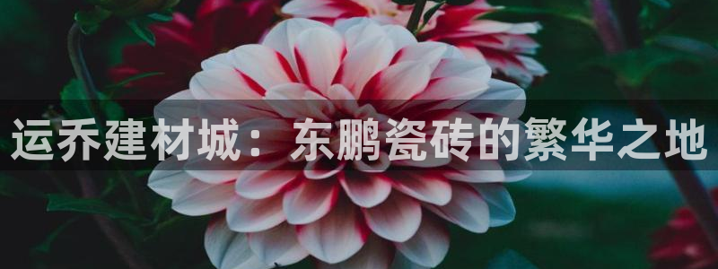 杏鑫3主管