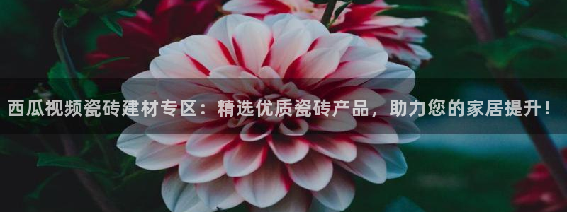 杏鑫娱乐开发团队